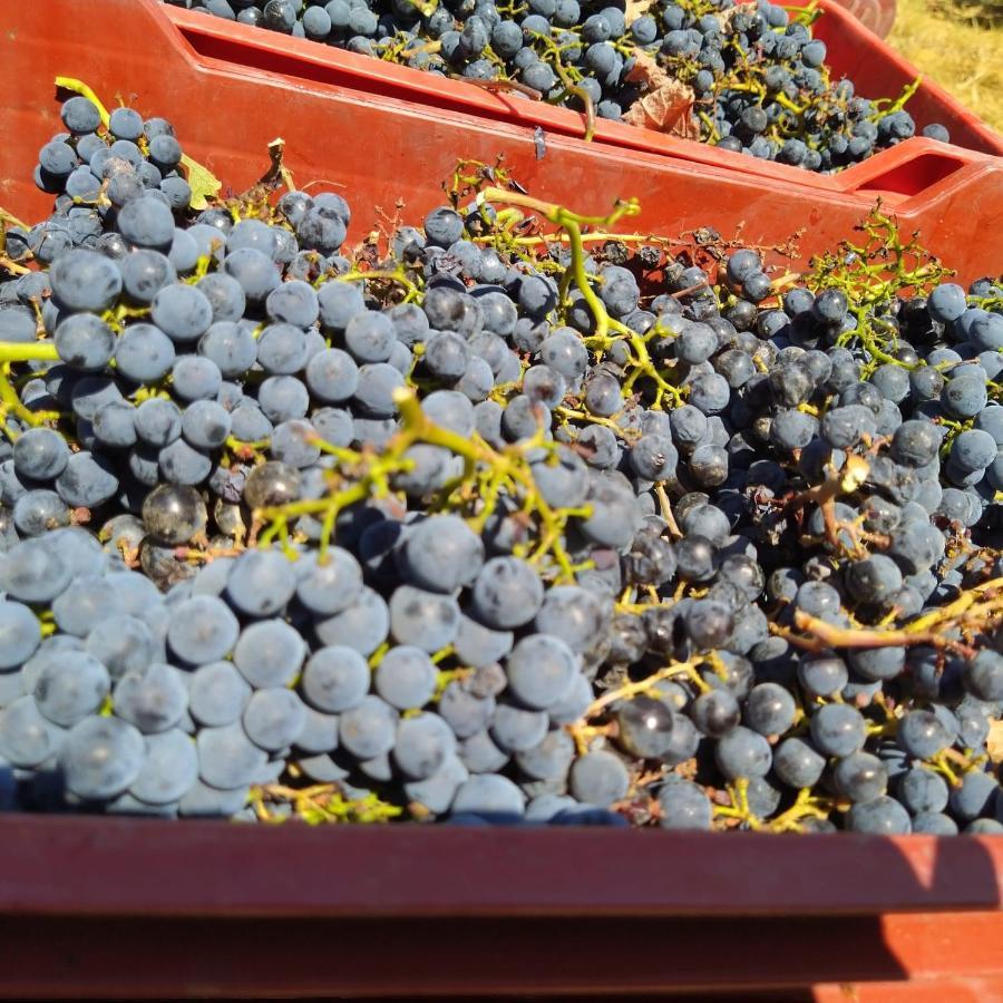 La Giribaldina Winery & Farmhouse Calamandrana エクステリア 写真