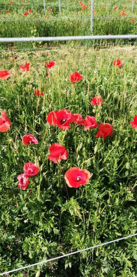 La Giribaldina Winery & Farmhouse Calamandrana エクステリア 写真
