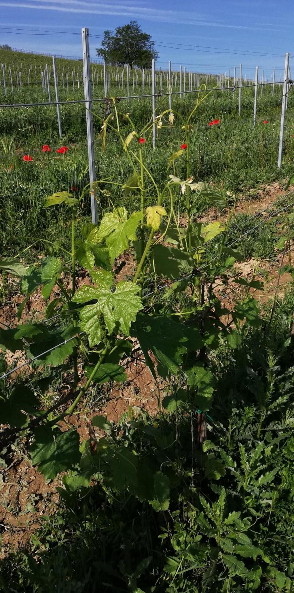 La Giribaldina Winery & Farmhouse Calamandrana エクステリア 写真